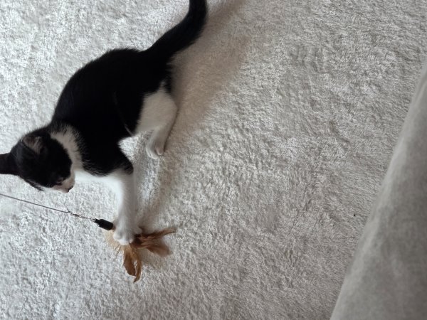 반려동물 강아지 고양이 분양