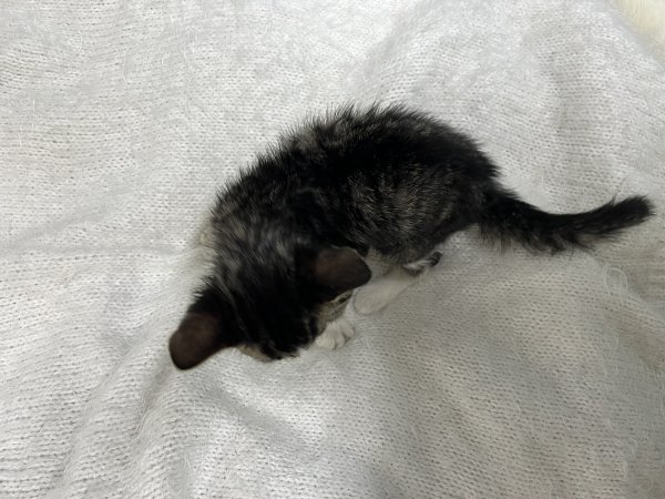 반려동물 강아지 고양이 분양