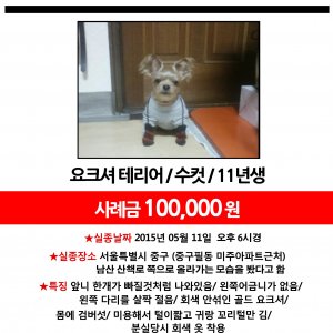 반려동물사진