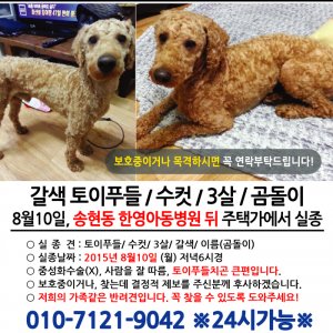 반려동물사진