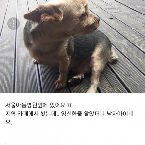 반려동물사진