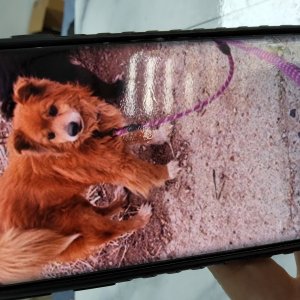 반려동물사진