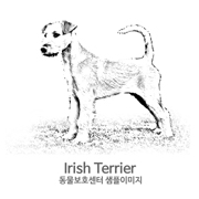 아이리시 테리어