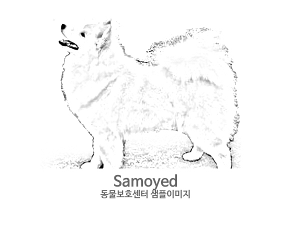 강아지 주인을 찾습니다 강아지 전단지