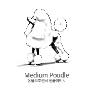 푸들/미디엄 푸들