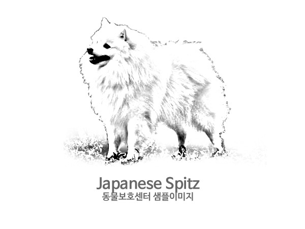 강아지 주인을 찾습니다 강아지 전단지