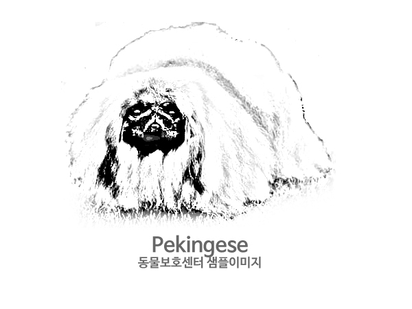 강아지 주인을 찾습니다 강아지 전단지