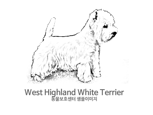강아지 주인을 찾습니다 강아지 전단지