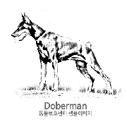 도베르만