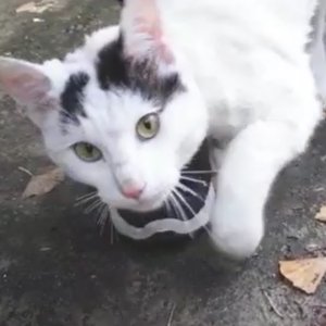 고양이 목격 기타묘종 서울특별시 강북구