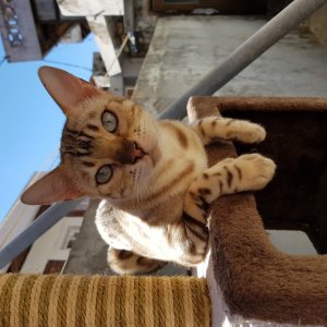고양이를 찾습니다 벵갈캣 인천광역시 부평구