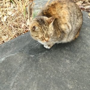 고양이 목격 믹스묘 충청북도 청주시 서원구