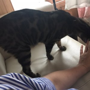 고양이를 찾습니다 고양이 전단지