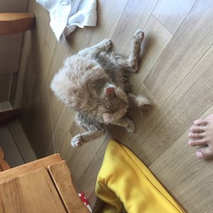 고양이 주인을 찾습니다 기타묘종 울산광역시 남구