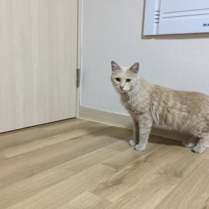 고양이 주인을 찾습니다 고양이 전단지