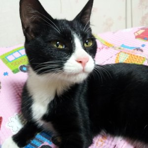 고양이 실종 기타묘종 경기도 시흥시