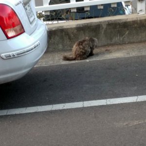 고양이 주인을 찾습니다 기타묘종 대구광역시 달서구