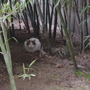 고양이 주인을 찾습니다 고양이 전단지