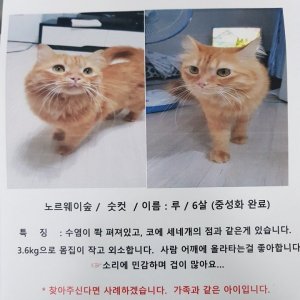 고양이를 찾습니다 고양이 전단지