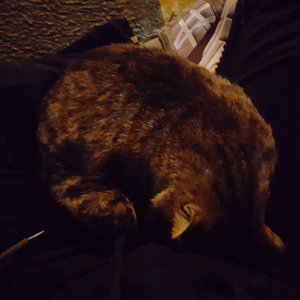 고양이 주인을 찾습니다 고양이 전단지