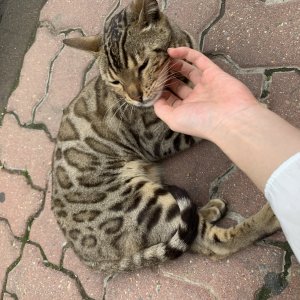고양이 주인을 찾습니다 고양이 전단지