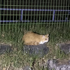 고양이 주인을 찾습니다 고양이 전단지