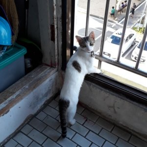 고양이를 찾습니다 코리아쇼트헤어 인천광역시 부평구