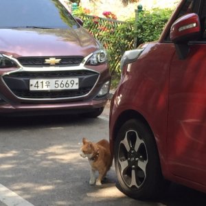 고양이 주인을 찾습니다 기타묘종 경기도 용인시 기흥구