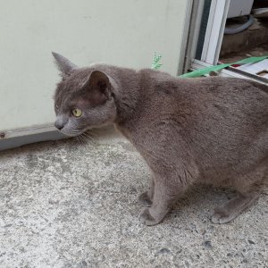 고양이 구조 러시안블루 경상북도 경주시