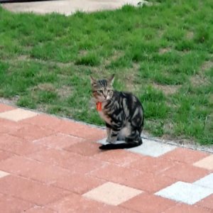 고양이 목격 벵갈캣 경기도 이천시