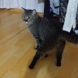 고양이를 찾습니다 믹스묘 인천광역시 중구
