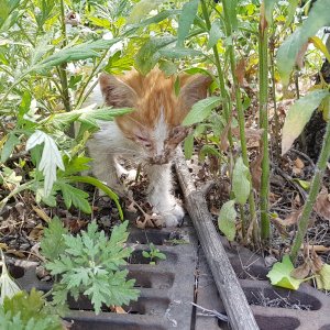 고양이 목격 기타묘종 서울특별시 성북구