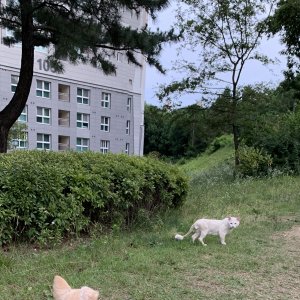 고양이 목격 기타묘종 충청북도 청주시 청원구