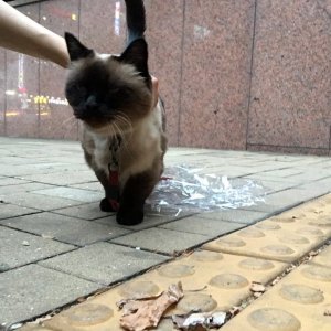 고양이 주인을 찾습니다 고양이 전단지