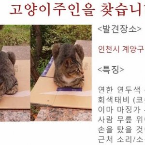 고양이 주인을 찾습니다 코리아쇼트헤어 인천광역시 계양구