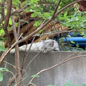 고양이 주인을 찾습니다 기타묘종 경상북도 포항시 남구