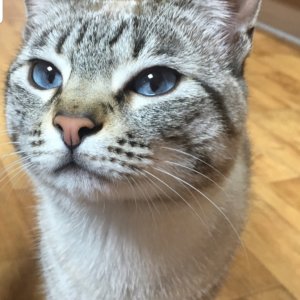 고양이를 찾습니다 샴 대전광역시 유성구