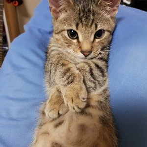 고양이 실종 믹스묘 경기도 하남시