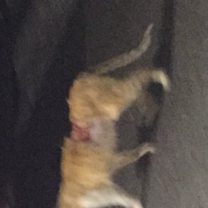 고양이 주인을 찾습니다 고양이 전단지
