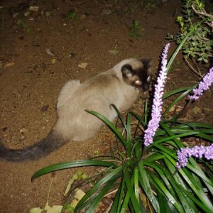 고양이 주인을 찾습니다 고양이 전단지