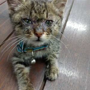 고양이 주인을 찾습니다 기타묘종 경기도 성남시 수정구