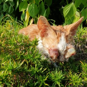 고양이 주인을 찾습니다 믹스묘 경기도 양주시