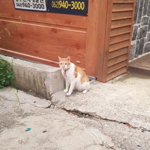 고양이 주인을 찾습니다 코리아쇼트헤어 광주광역시 광산구