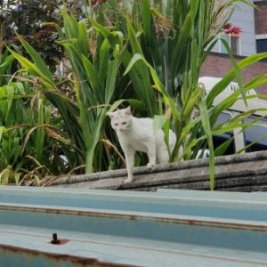 고양이 주인을 찾습니다 고양이 전단지