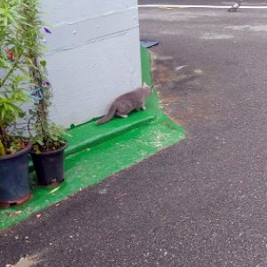 고양이 주인을 찾습니다 고양이 전단지