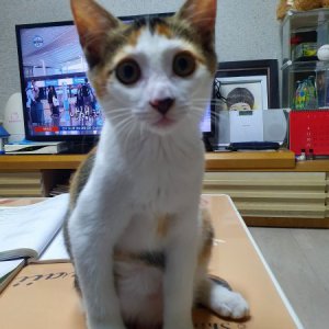 고양이 실종 기타묘종 경기도 의정부시
