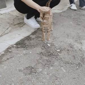 고양이 주인을 찾습니다 고양이 전단지