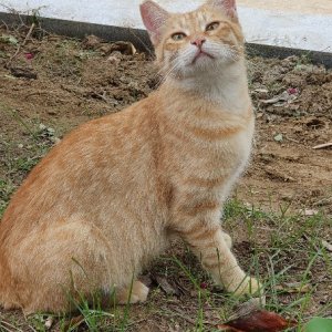 고양이 주인을 찾습니다 고양이 전단지