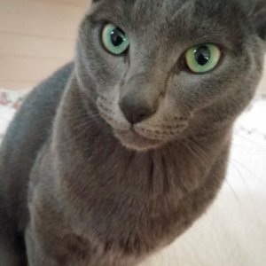 고양이 실종 러시안블루 서울특별시 영등포구