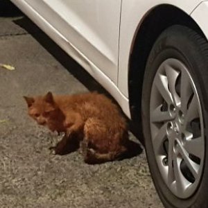 고양이 주인을 찾습니다 기타묘종 대구광역시 달서구